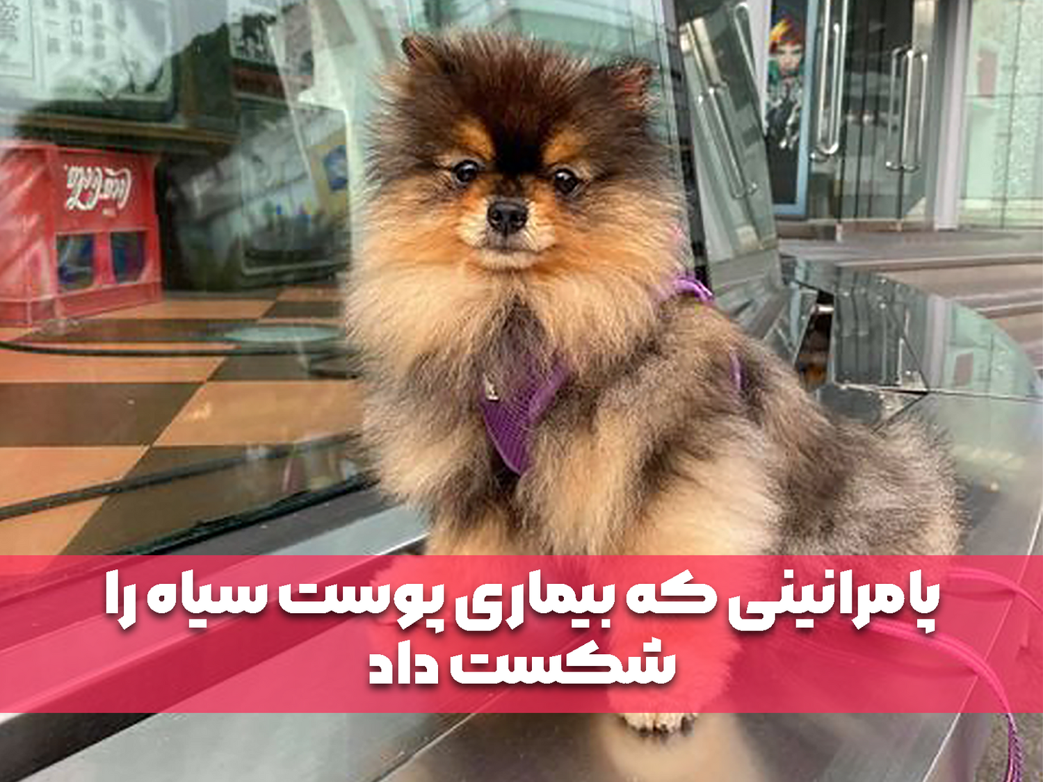 پامرانینی که بیماری پوست سیاه را شکست داد